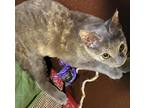 Lindens, Domestic Shorthair For Adoption In Sykesville, Maryland