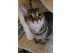 Cedar, Domestic Shorthair For Adoption In Sykesville, Maryland