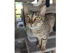 Peppa, Domestic Shorthair For Adoption In Mosheim, Tennessee