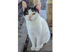 Gaston, Domestic Shorthair For Adoption In Mosheim, Tennessee