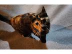 Clove, Domestic Shorthair For Adoption In Sykesville, Maryland