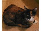Sable, Domestic Shorthair For Adoption In Sykesville, Maryland