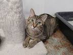 Clover, Domestic Shorthair For Adoption In Dunkirk, New York