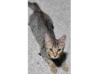 Nala, Domestic Shorthair For Adoption In Sykesville, Maryland