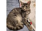 Jolene, Domestic Shorthair For Adoption In Sykesville, Maryland