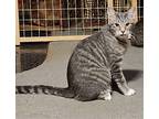 Silver, Domestic Shorthair For Adoption In Sykesville, Maryland