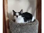 Buttons, Domestic Shorthair For Adoption In Los Angeles, California