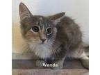 Wanda, Calico For Adoption In Tehachapi, California
