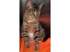 Simba, Domestic Shorthair For Adoption In Sykesville, Maryland