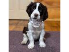 Cavapoo Puppy for sale in Lisbon, OH, USA