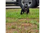 Mutt Puppy for sale in North Port, FL, USA