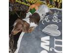 Dachshund Puppy for sale in Hattieville, AR, USA