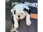 Bulldog Puppy for sale in Long Prairie, MN, USA