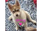 Siberian Husky Puppy for sale in Marine City, MI, USA