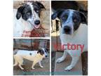 Adopt Victory a Mixed Breed