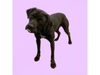 Adopt Yolanda a Labrador Retriever