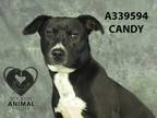 Adopt CANDY a Pit Bull Terrier