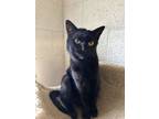 Adopt Jada a Domestic Short Hair