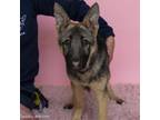 Adopt TUMERIC a German Shepherd Dog