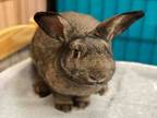 Adopt MERCURY a Bunny Rabbit