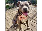 Adopt CLOVE a Pit Bull Terrier