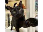 Adopt Peaches a Domestic Short Hair