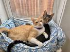 Adopt Parker and Echo (Bonded) a Tabby