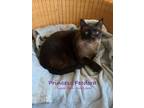 Adopt Queen Victoria & Princess Feodora a Siamese, Domestic Short Hair