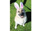 Adopt Luna a German Shepherd Dog