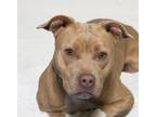 Adopt TINY a Pit Bull Terrier
