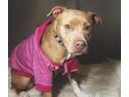 Adopt TINY a Pit Bull Terrier