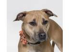 Adopt COOKIE a Pit Bull Terrier