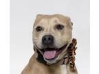 Adopt JULIE a Pit Bull Terrier