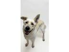 Adopt PEARL a German Shepherd Dog, Labrador Retriever