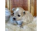 Maltese Puppy for sale in Koshkonong, MO, USA