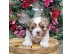 Shih Tzu Puppy for sale in Koshkonong, MO, USA