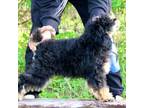 Poodle (Toy) Puppy for sale in Muskogee, OK, USA