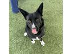 Adopt Leia a Border Collie