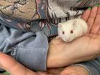 Adopt Asuka a Hamster