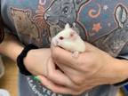 Adopt Akari a Hamster