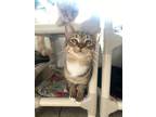 Adopt Cinnamon Toast Crunch a Domestic Short Hair