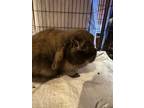 Adopt Merlot a Holland Lop