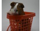 Adopt Loki a Guinea Pig