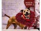 Adopt SASSY a Black Mouth Cur