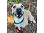 Adopt SASSY a Black Mouth Cur