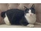 Adopt Laney the Sweet Manx a Domestic Short Hair, Manx