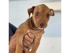 Adopt Busy Bee AKA Red a Mixed Breed