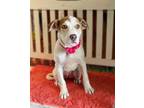 Adopt London a Beagle, Boxer