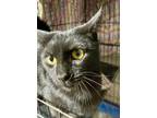 Adopt Jaslene a Domestic Short Hair, Bombay