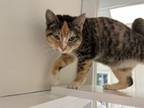 Adopt Muffin a Domestic Short Hair